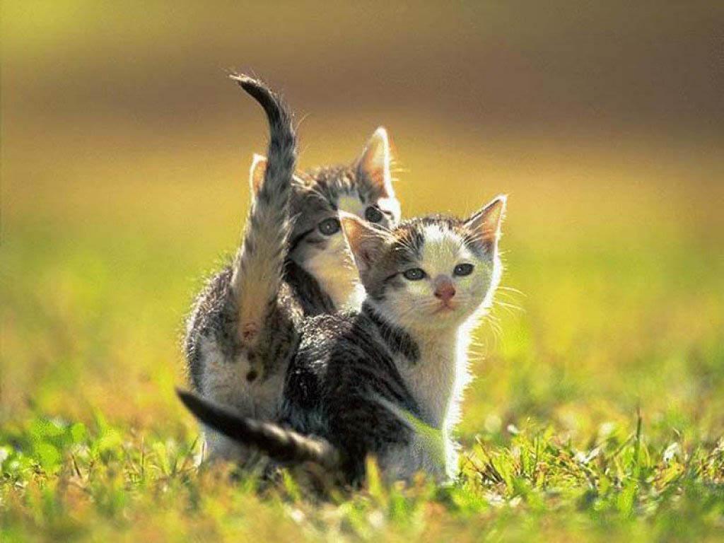 Kitten Wallpapers